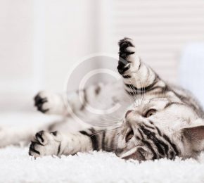 What Your Cat Breed Says About You