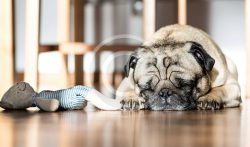 They Get Depressed, Too