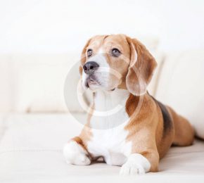 Secrets to a Better Life With Your Dog