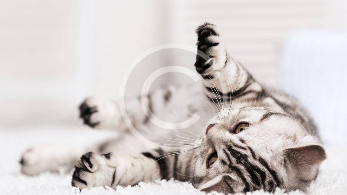 What Your Cat Breed Says About You