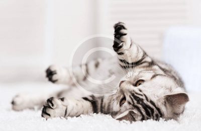 What Your Cat Breed Says About You