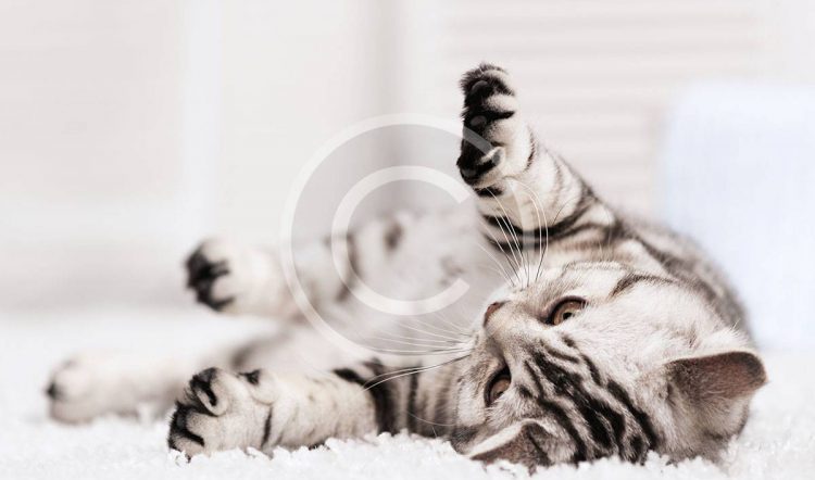 What Your Cat Breed Says About You