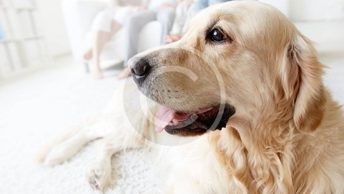 Can a Pet Get You Sick?