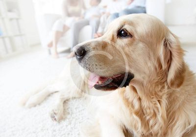 Can a Pet Get You Sick?