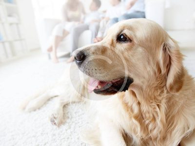 Can a Pet Get You Sick?