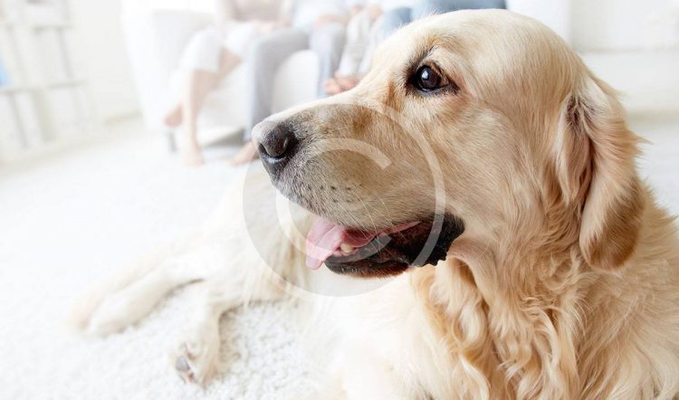 Can a Pet Get You Sick?