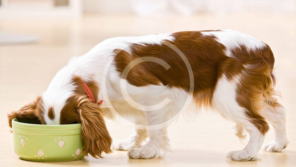 Airline Travel with Pets