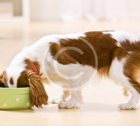 Airline Travel with Pets