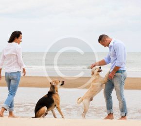 Find a Pet-Friendly Town