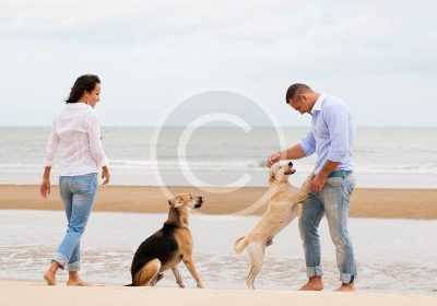 Find a Pet-Friendly Town