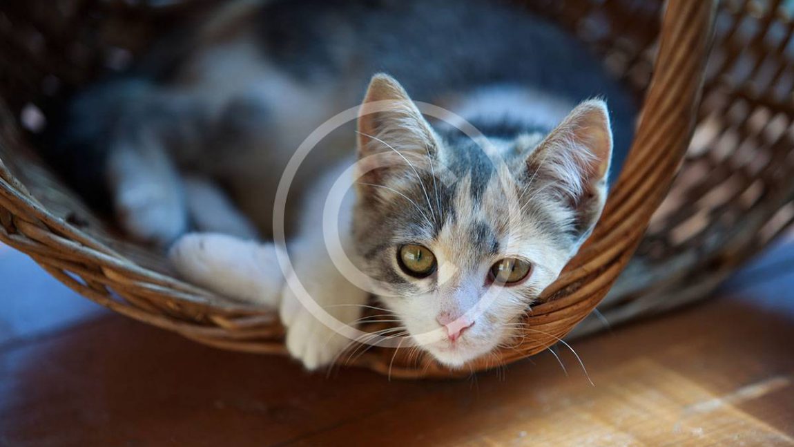 Moving With Your Cat