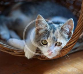 Moving With Your Cat