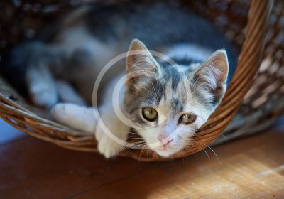 Moving With Your Cat