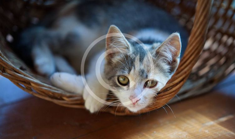 Moving With Your Cat