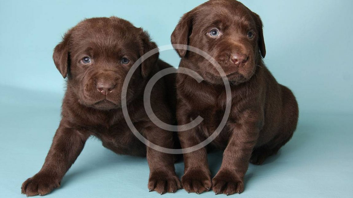 How to Pick a Loving Pup