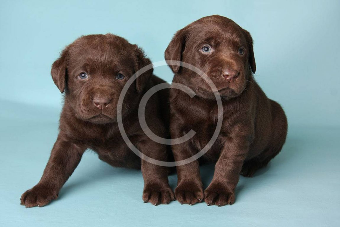 How to Pick a Loving Pup