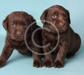 How to Pick a Loving Pup