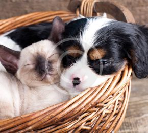 Dental Care for Pets