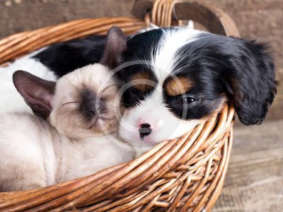 Dental Care for Pets