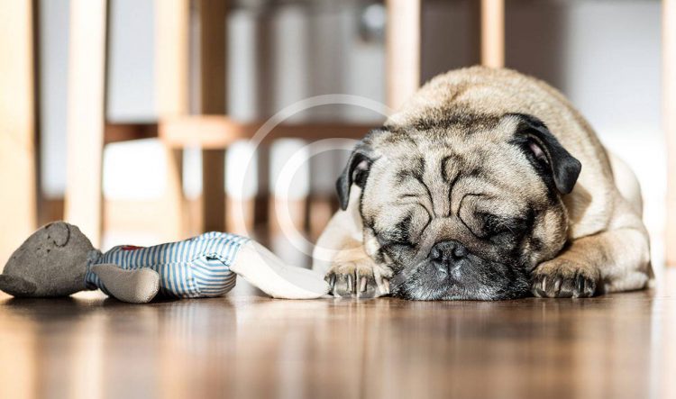 pets31-750x443.jpg">