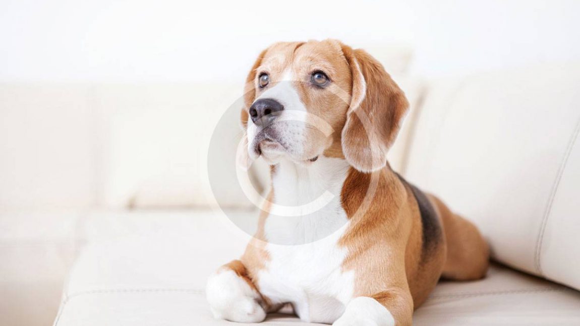 Secrets to a Better Life With Your Dog