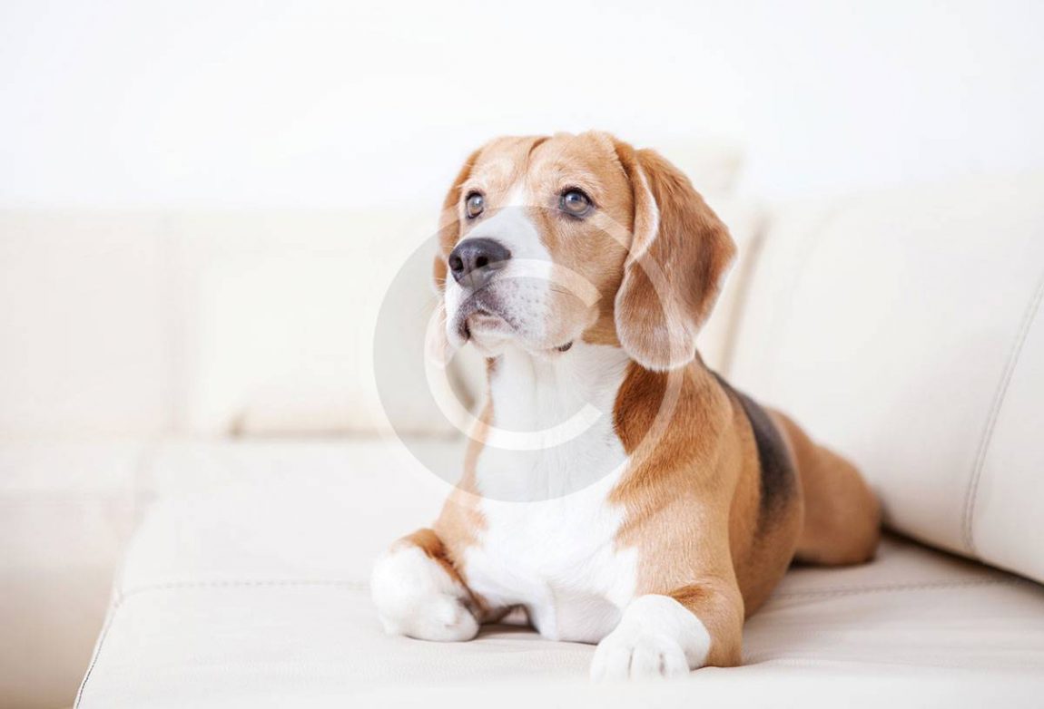 Secrets to a Better Life With Your Dog