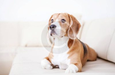 Secrets to a Better Life With Your Dog