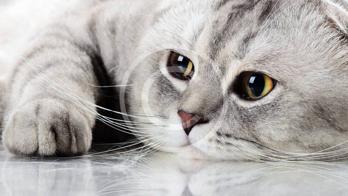 Wallingford Hamster Race!