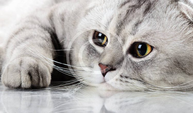 Pet Obesity is a Threat