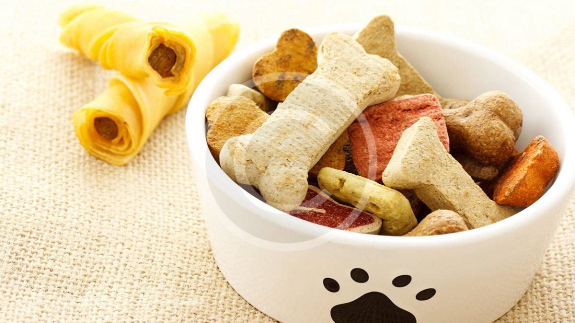 6 Common Pet Food Myths