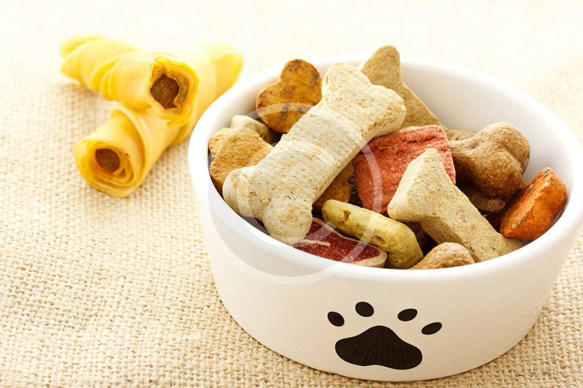 6 Common Pet Food Myths